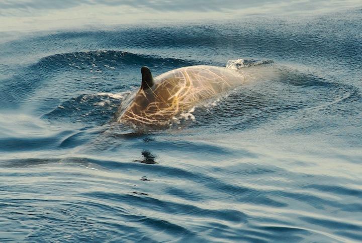 3時間42分にわたって潜水するクジラが確認される｜ニューズウィーク