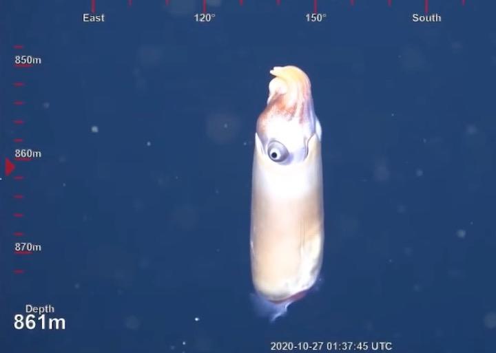 想像と逆だった アンモナイトのような殻を持つ深海イカが初めて撮影される ニューズウィーク日本版 オフィシャルサイト