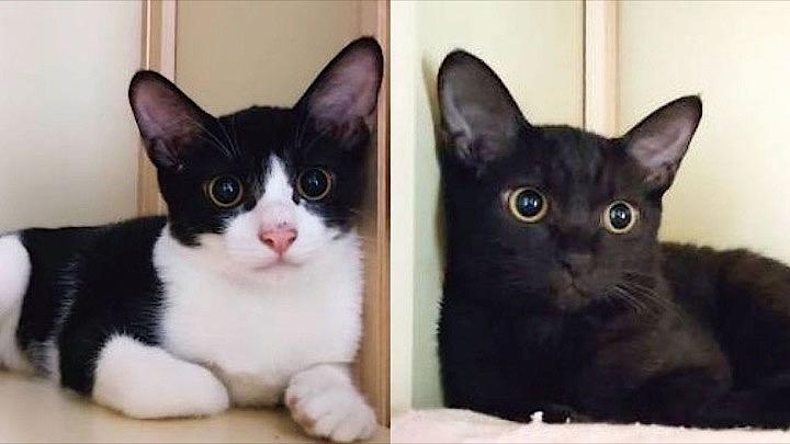 猫カフェに 子猫2匹捨てた 飼い主 ペット飼う資格 ある人 ない人 の決定的差 ニューズウィーク日本版 オフィシャルサイト