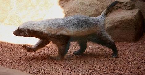 地上最凶の動物 ラーテル の正体 あらゆる動物の急所食いちぎり去勢も ニューズウィーク日本版 オフィシャルサイト