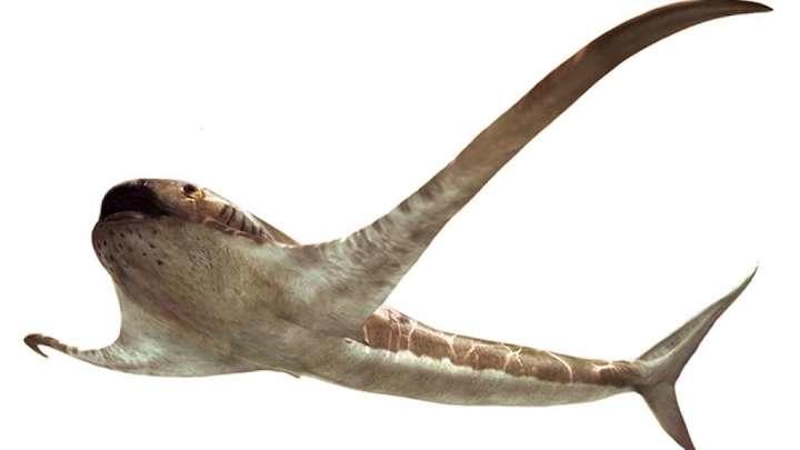 翼のあるサメ......約9300万年前の太古のサメの新種が発見される｜ニューズウィーク日本版 オフィシャルサイト