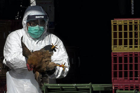 中国で鳥インフル H10n3株 のヒトへの感染が初めて確認される ニューズウィーク日本版 オフィシャルサイト