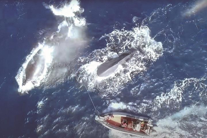誰にも聞こえない周波数で歌う世界一孤独な 52ヘルツのクジラ の謎 ニューズウィーク日本版 オフィシャルサイト