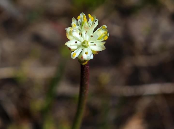 虫の捕食と花粉媒介を共存させるユニークな食虫植物を発見 ニューズウィーク日本版 オフィシャルサイト