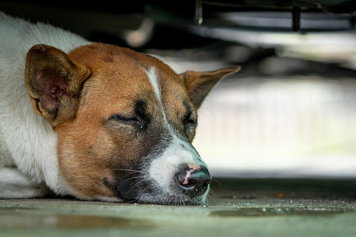 汚物まみれのケージで見つかった23匹の瀕死の犬 ニューズウィーク日本版 オフィシャルサイト