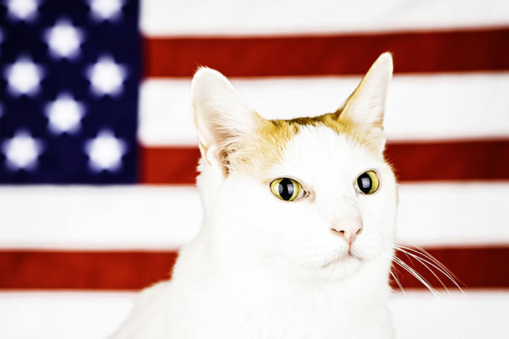 アメフト会場を一つにした 宙ぶらりん猫 救出劇 星条旗がクッションに ニューズウィーク日本版 オフィシャルサイト