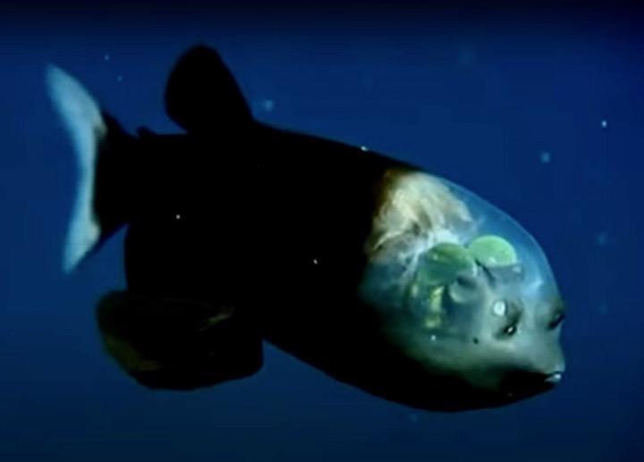 透明な頭部、極めて珍しい深海魚「デメニギス」の姿が動画で撮影された｜ニューズウィーク日本版 オフィシャルサイト