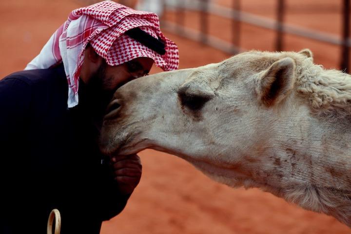 フェイスリフトやボトックス ラクダ美人コンテストでプチ整形発覚 大量失格に サウジ ニューズウィーク日本版 オフィシャルサイト