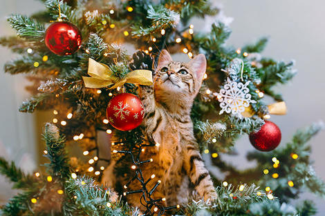 クリスマスツリーをネコから守れ 掃除機を駆使した究極の対策 ニューズウィーク日本版 オフィシャルサイト