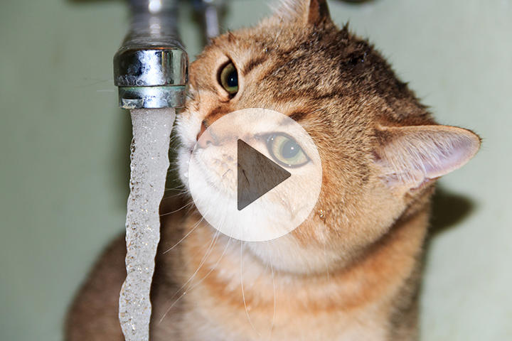 近くて遠い水道水 喉を潤したいのに 一滴たりとも飲めないネコ ニューズウィーク日本版 オフィシャルサイト