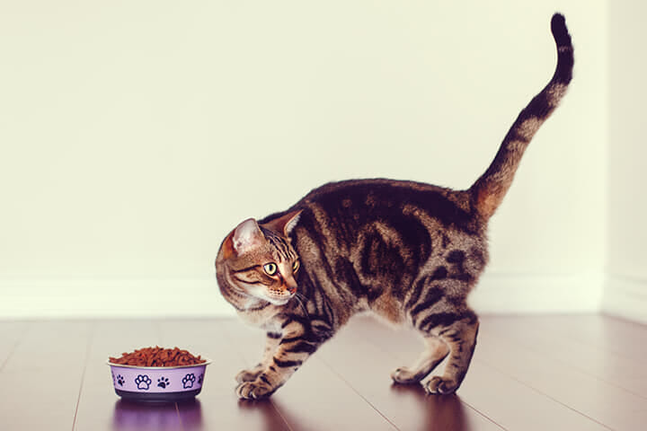 映像 生肉に飛びつき貪る飼い猫が 野蛮すぎる と話題に ニューズウィーク日本版 オフィシャルサイト