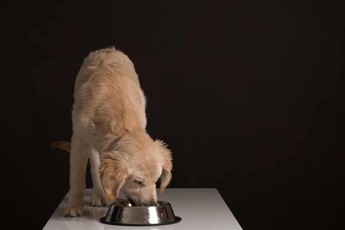 犬に生肉や生肉ドッグフードは危険 抗生物質耐性の大腸菌が繁殖 英研究 ニューズウィーク日本版 オフィシャルサイト