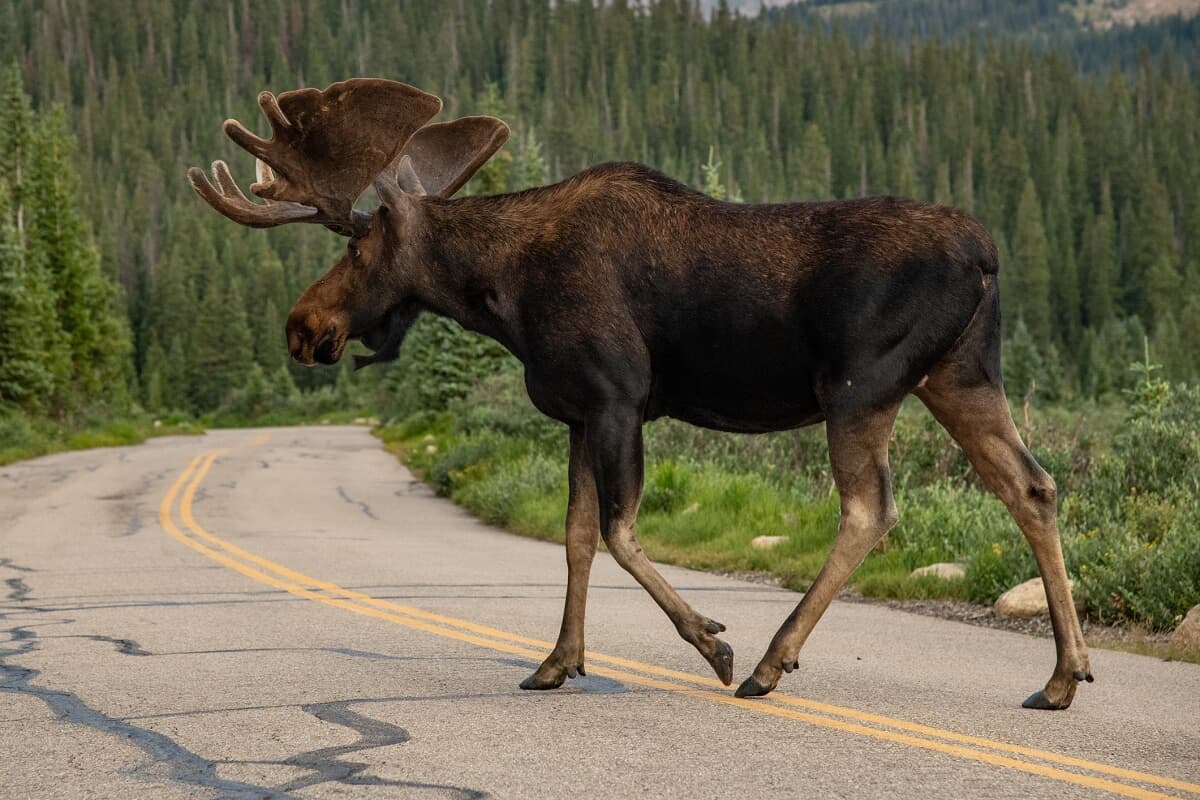 激レア‼︎】ヘラジカの角 北米産 アメリカ大型ムースの鹿角 - その他