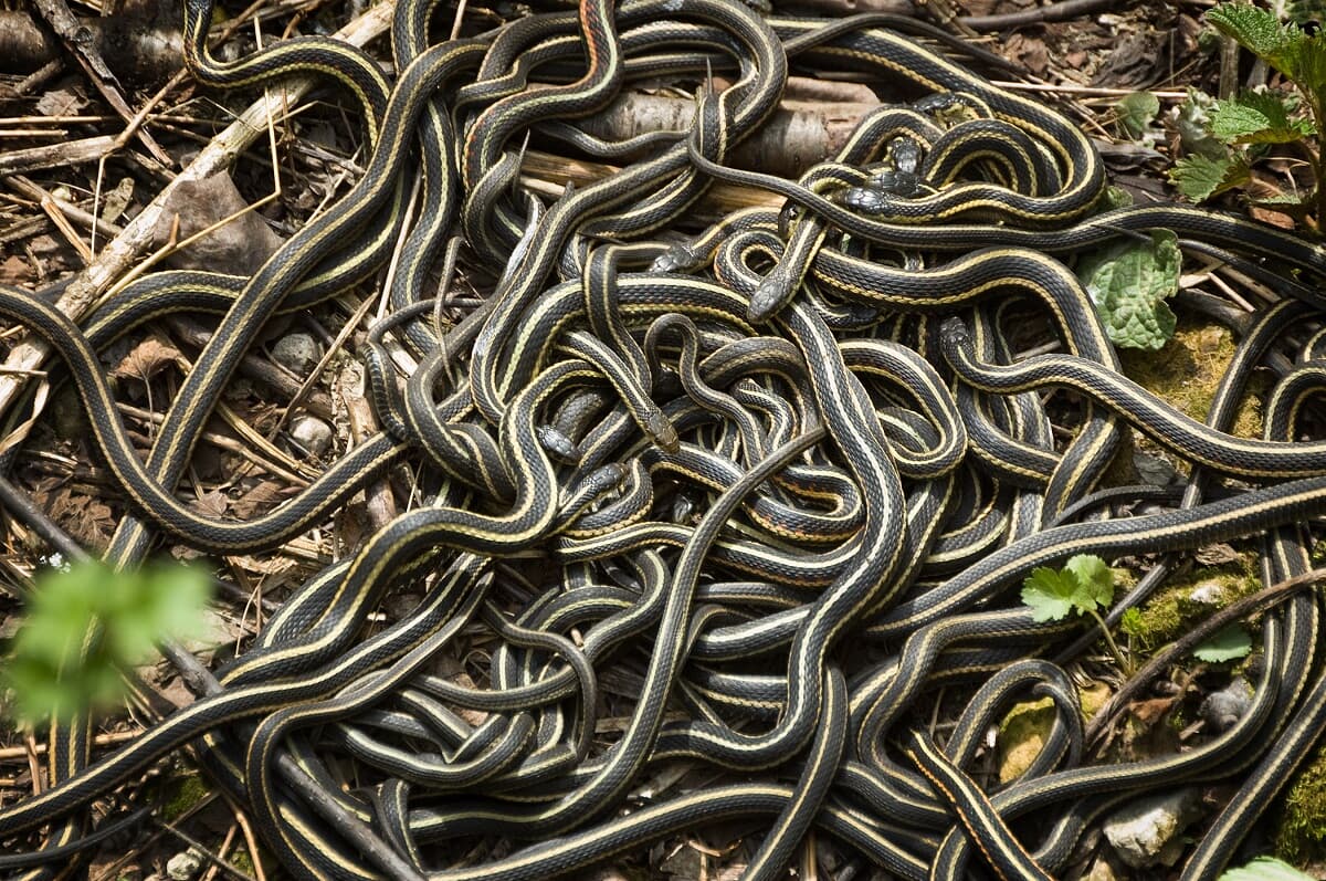 全部で11匹、手負いのヘビが幼蛇を産む瞬間｜ニューズウィーク日本版