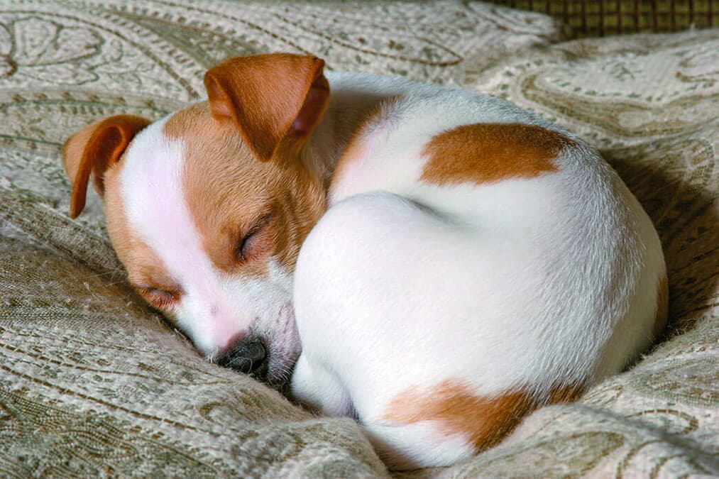 イヌの寝相には大事な意味がある それぞれの姿が示す 繊細な心理状況 とは ニューズウィーク日本版 オフィシャルサイト