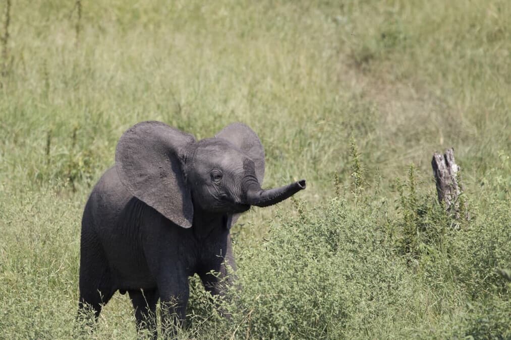 【映像】南アフリカで野生のゾウが赤ちゃんを産み落とす瞬間｜ニューズウィーク日本版 オフィシャルサイト