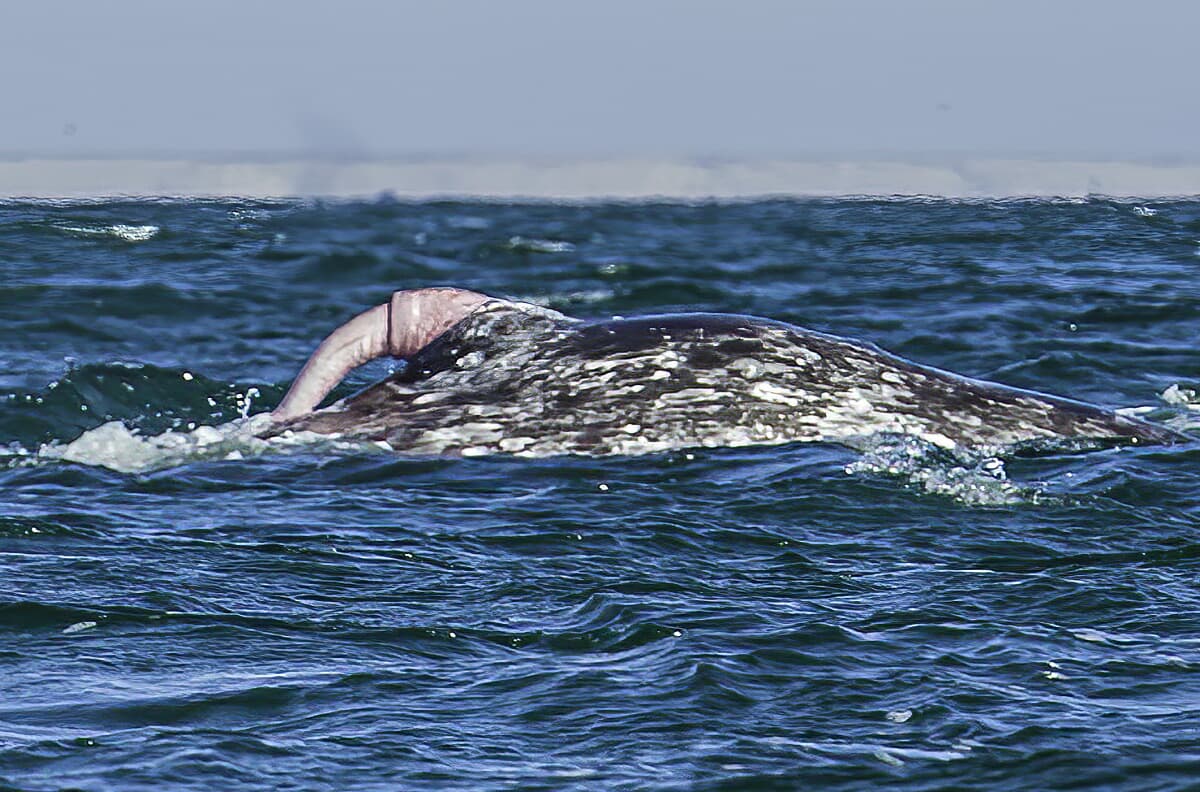 海岸に流れ着いた謎の物体、クジラのペニスか｜ニューズウィーク日本版 オフィシャルサイト