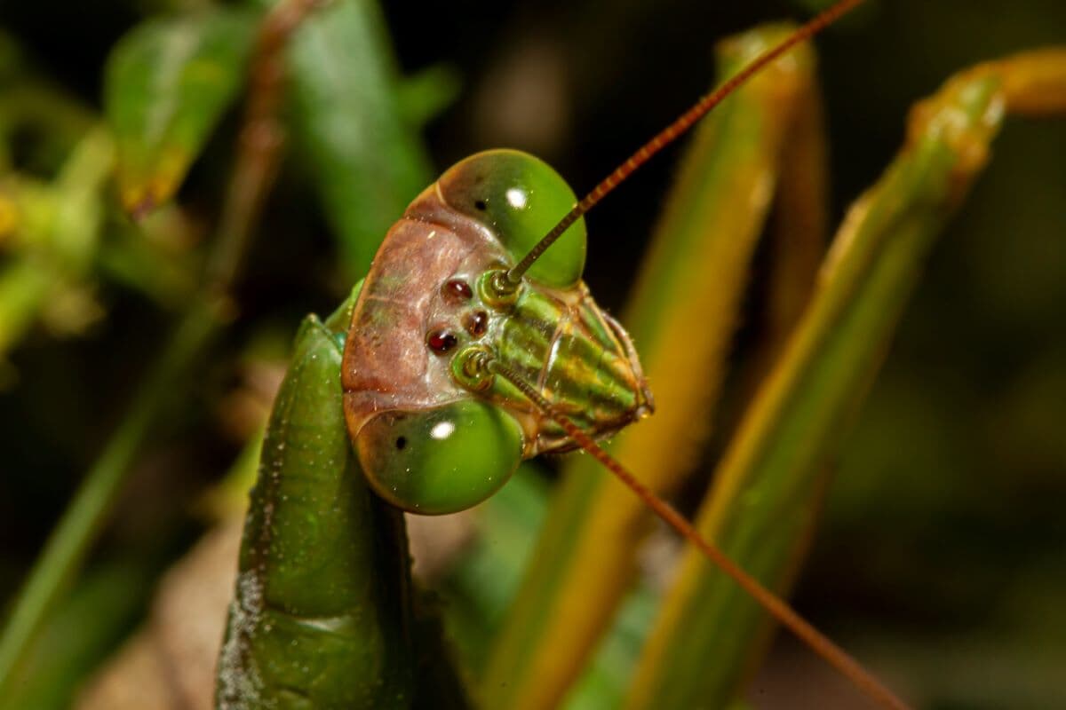 上品な F3号 鶏とカマキリ | rpagrimensura.com.ar