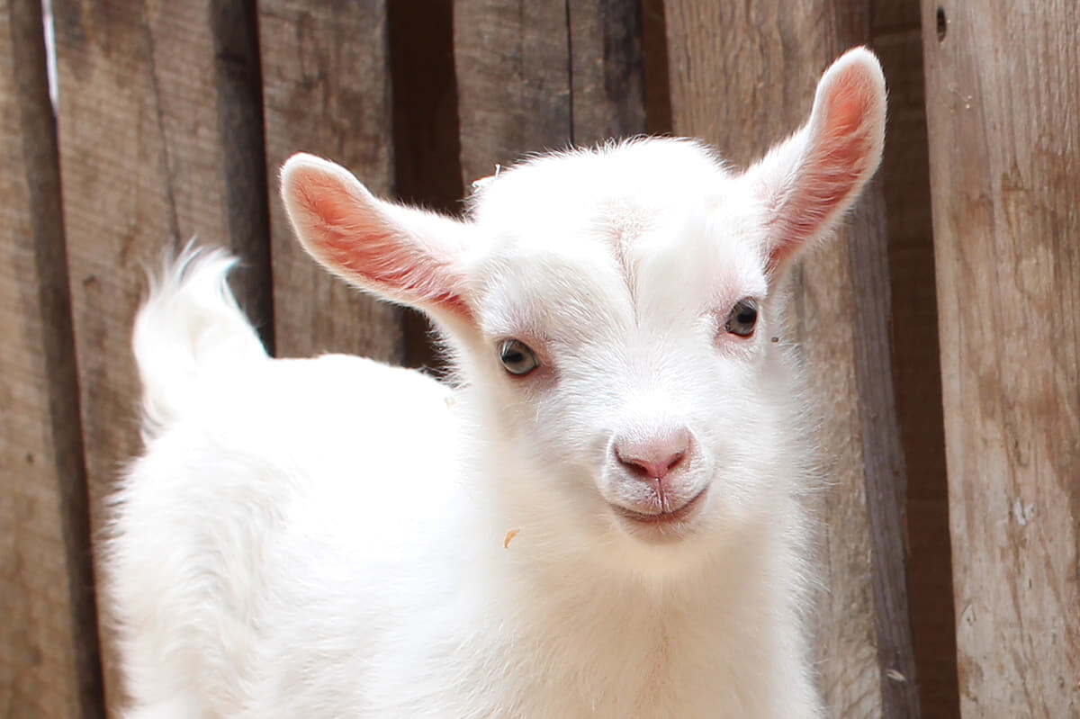 可愛すぎる」「飼いたくなった」飼い主を探して家中さまよう子ヤギ