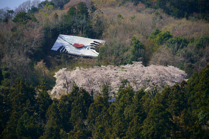 選挙の日に歩いた桜咲く渓谷と平成の町 ニューズウィーク日本版 オフィシャルサイト