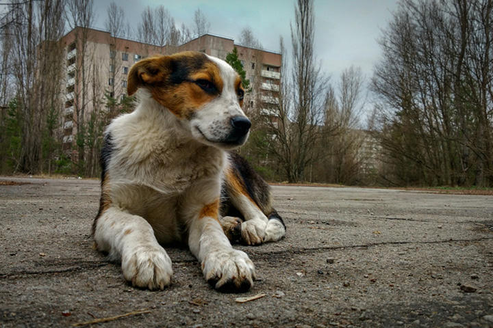 愛犬はチェルノブイリ出身 原発事故で置き去りにされたペットの子孫を里親へ ワールド For Woman ニューズウィーク日本版 オフィシャルサイト