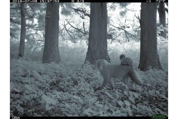 3 11から9年 福島の避難指示区域は野生動物の楽園に ワールド For Woman ニューズウィーク日本版 オフィシャルサイト