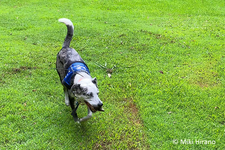 やんちゃなダメ犬の華麗なる転身 コアラ捜索犬 100頭以上救助の功績で表彰 Fair Dinkum フェアディンカム オーストラリア World Voice ニューズウィーク日本版