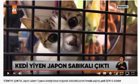 トルコでは動物にも 権利 がある 新たに 動物の権利法 が可決 トルコから贈る千夜一夜物語 World Voice ニューズウィーク日本版