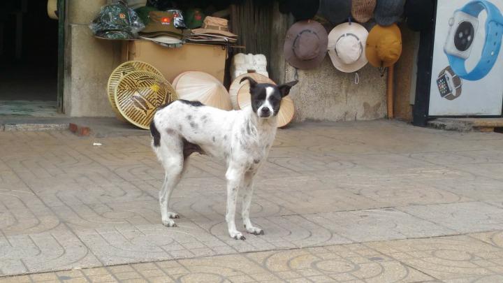 ベトナムで見かける 穏やかな街角犬 そして街で見かけぬ猫 ベトナムと日本人 World Voice ニューズウィーク日本版