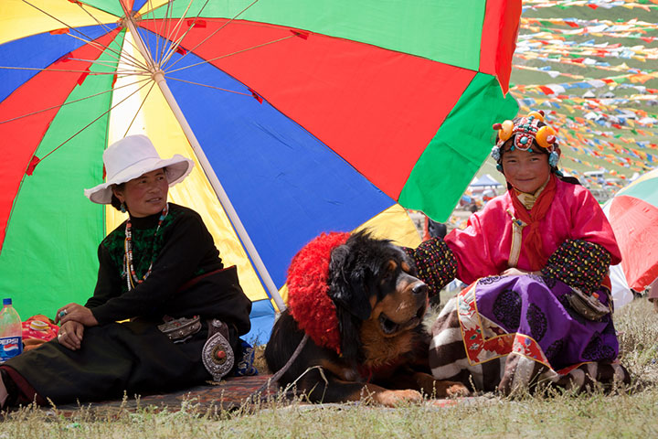 チベットの僧侶も犬も大処分 中国の文化的ジェノサイド ニューズウィーク日本版 オフィシャルサイト